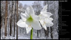 White Amaryllis and Snow I