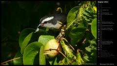 Bananaquit Bird Eating