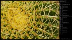 Barrel Cactus Closeup