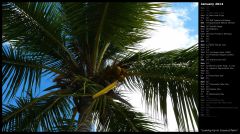 Looking Up to Coconut Palm