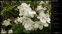 Tropical White Begonia Flowers