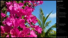 Bougainvillea and Palm Tree