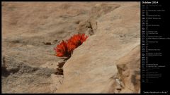 Indian Paintbrush in Rocks