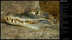Crocodile Head