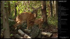 Mother and Baby Deer at Shenandoah