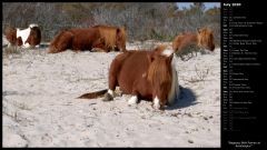 Napping Wild Ponies at Assateague