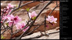 Spring Blossoms on Zion Red Rocks