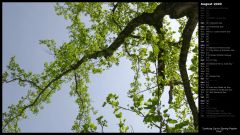 Looking Up to Spring Poplar Tree
