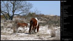 Mother and Baby Horse at Assateague
