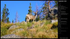 Rocky Mountain Deer