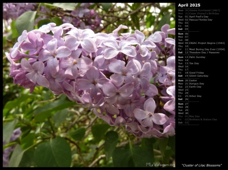 Cluster of Lilac Blossoms