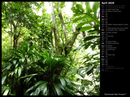 Dominican Rain Forest I