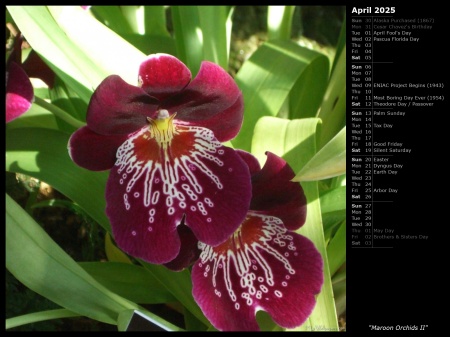 Maroon Orchids II