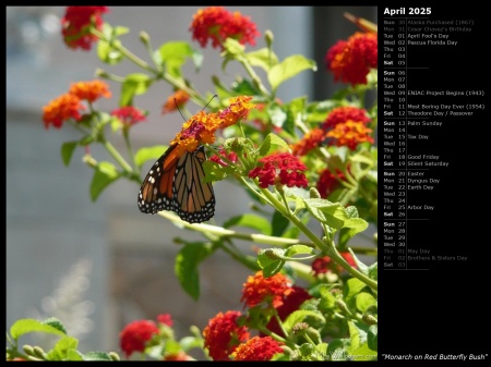 Monarch on Red Butterfly Bush