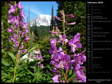 Mount Rainier Between Purple Phlox