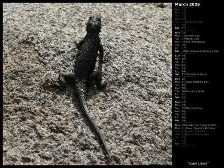 Black Lizard