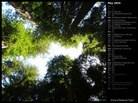 Circle of Redwood Trees