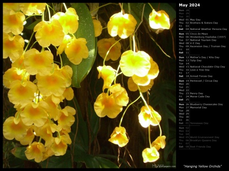 Hanging Yellow Orchids