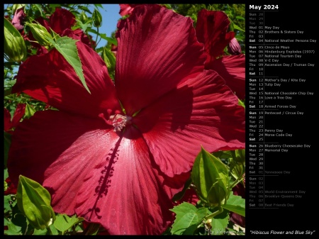 Hibiscus Flower and Blue Sky