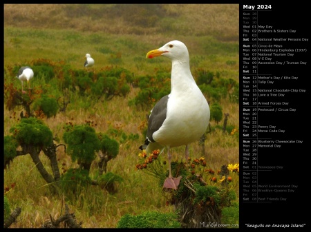 Seagulls on Anacapa Island