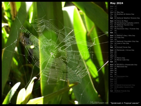 Spiderweb in Tropical Leaves