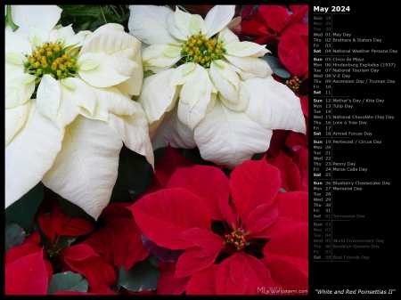 White and Red Poinsettias II