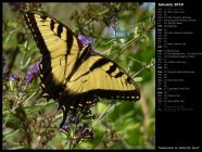 Swallowtail on Butterfly Bush