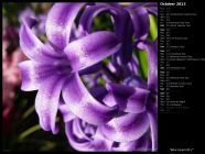 Blue Hyacinth I