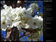 White Blossoms II