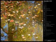 Autumn Leaves and Stream Reflection