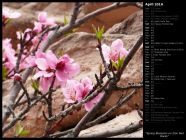 Spring Blossoms on Zion Red Rocks