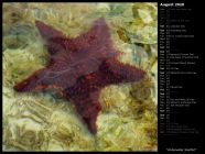 Underwater Starfish