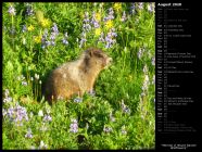 Marmot in Mount Rainier Wildflowers