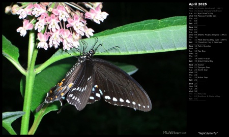 Night Butterfly