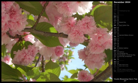 Double Blossoming Cherry Tree III