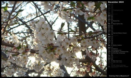 Evening Cherry Blossoms II