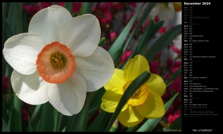 Pair of Daffodils