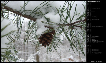 Snowy Pine Branch