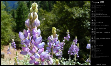 Mountain Lupins