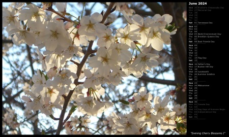 Evening Cherry Blossoms I
