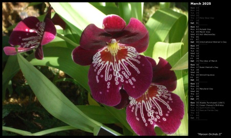 Maroon Orchids II