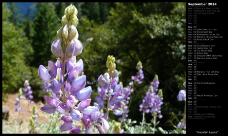 Mountain Lupins
