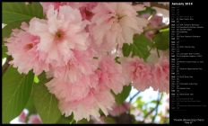 Double Blossoming Cherry Tree II