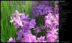 Pink Phlox and Grass