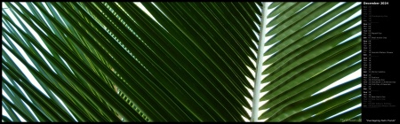 Overlapping Palm Fronds