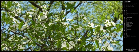 Branches of Dogwood Blossoms