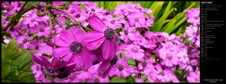Purple Flowers from San Francisco
