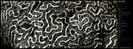 Black and White Coral II