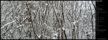 Snow Covered Branches