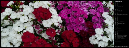 White, Pink and Red Dianthus